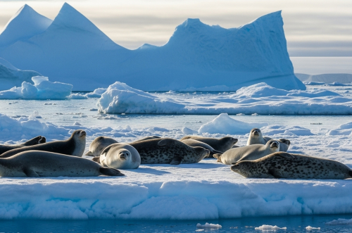 2026年馬年生肖運程，屬龍者郵輪旅遊推薦