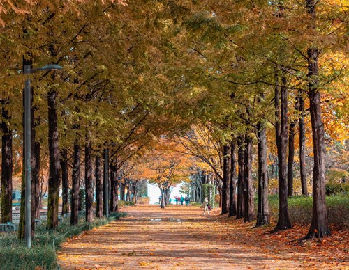 首爾林公園銀杏樹隧道,秋天金黃落葉鋪滿地面,首爾秋季賞銀杏熱點